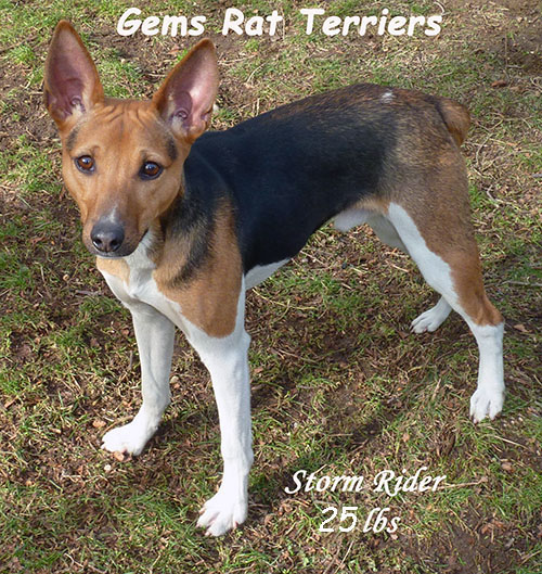 Gems Rat Terriers perfected lines with extensive history