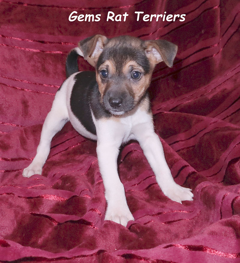 Gems Rat Terriers